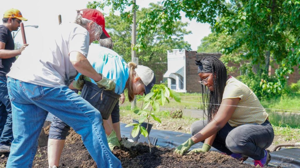 People digging and planting tree