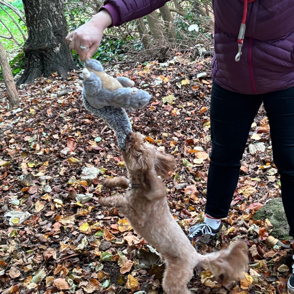 Poodle jumping for a toy squirrel