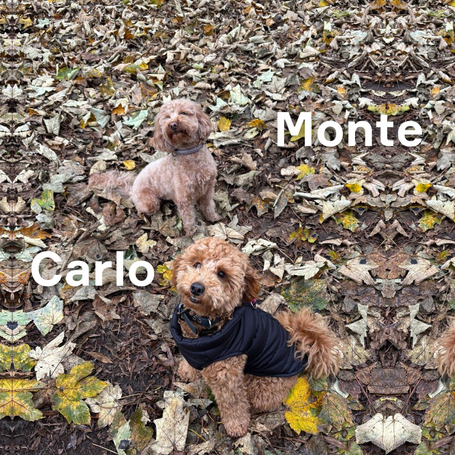Two poodles in the park with labels Monte and Carlo