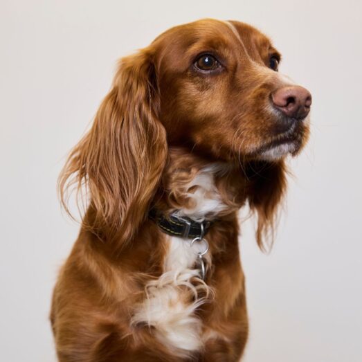 Milo the spaniel posing for his headshot