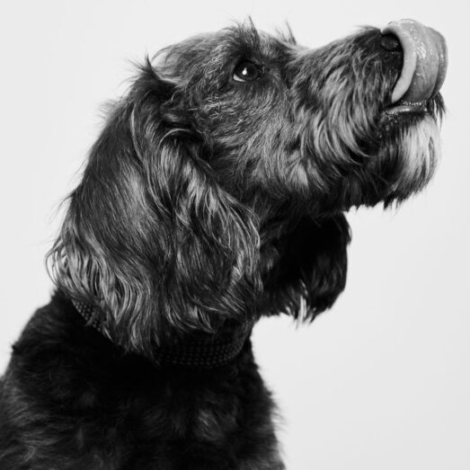 Headshot of dog with its tongue showing